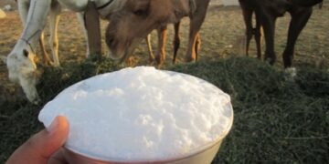 مختص: تناول حليب “الخلفات” من دون غليه يسبب الحمى المالطية