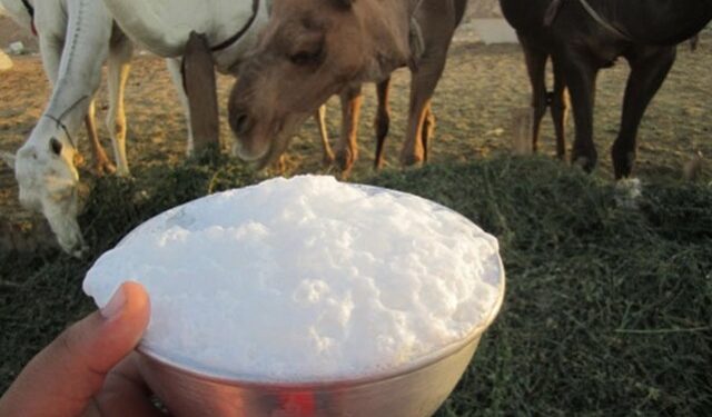 مختص: تناول حليب “الخلفات” من دون غليه يسبب الحمى المالطية