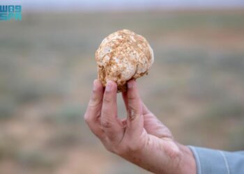 “الكمأ”.. قيمة غذائية وثروة طبيعية بالقصيم