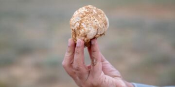 “الكمأ”.. قيمة غذائية وثروة طبيعية بالقصيم