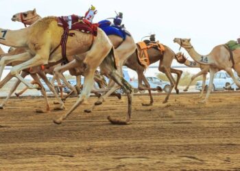 اتحاد الهجن يستهدف تجهيز أكثر من 350 هجانًا قبل 2026