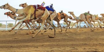 اتحاد الهجن يستهدف تجهيز أكثر من 350 هجانًا قبل 2026