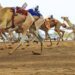 اتحاد الهجن يستهدف تجهيز أكثر من 350 هجانًا قبل 2026