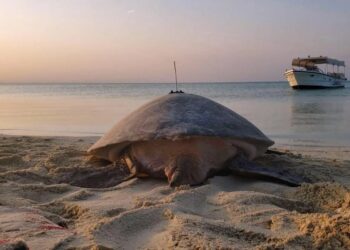 “كاوست” تكشف دراسة عن دور السلاحف الخضراء في استدامة البحر الأحمر