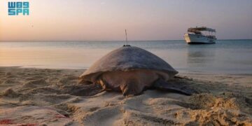 “كاوست” تكشف دراسة عن دور السلاحف الخضراء في استدامة البحر الأحمر