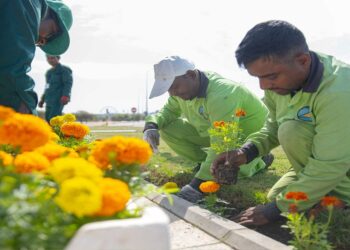 “أمانة الطائف تزرع 300 موقع بالزهور الحولية لتعزيز الجمال البيئي”