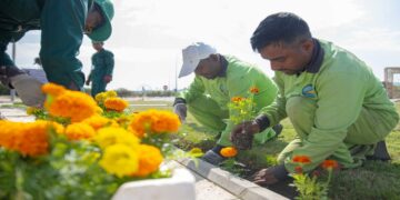 “أمانة الطائف تزرع 300 موقع بالزهور الحولية لتعزيز الجمال البيئي”