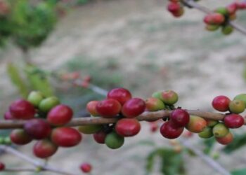 زراعة البُن في رجال ألمع: مهنة عريقة ورافد اقتصادي واعد.