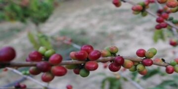 زراعة البُن في رجال ألمع: مهنة عريقة ورافد اقتصادي واعد.