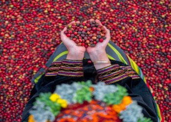 “الشركة السعودية للقهوة تطلق مسابقة «محصول التميز السعودي» بالمنطقة الجنوبية”