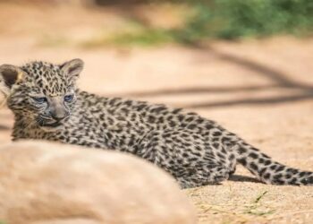 السعودية: مركز «إكثار النمر العربي» يحصل على اعتماد دولي