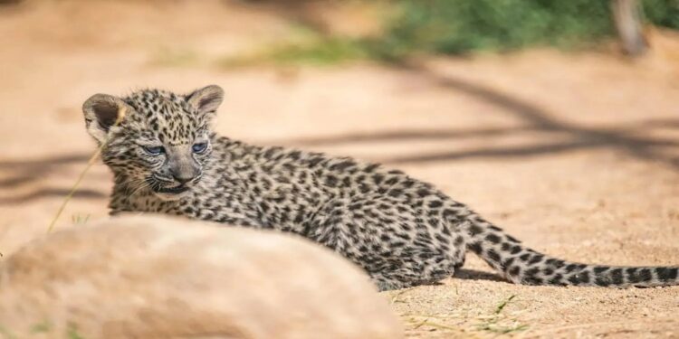 السعودية: مركز «إكثار النمر العربي» يحصل على اعتماد دولي