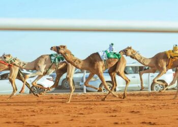 السبت: الموعد الأخير للتسجيل في مهرجان خادم الحرمين للهجن