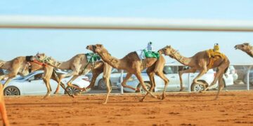 السبت: الموعد الأخير للتسجيل في مهرجان خادم الحرمين للهجن