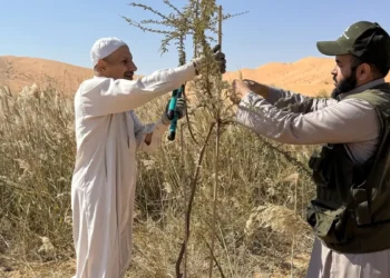 لإعادة الحياة إلى الصحراء.. سعوديون ينثرون 22 مليون بذرة في الربع الخالي (فيديو)