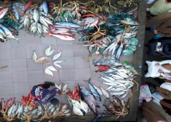 حراج السمك في أملج: حركة تجارية نشطة يومياً