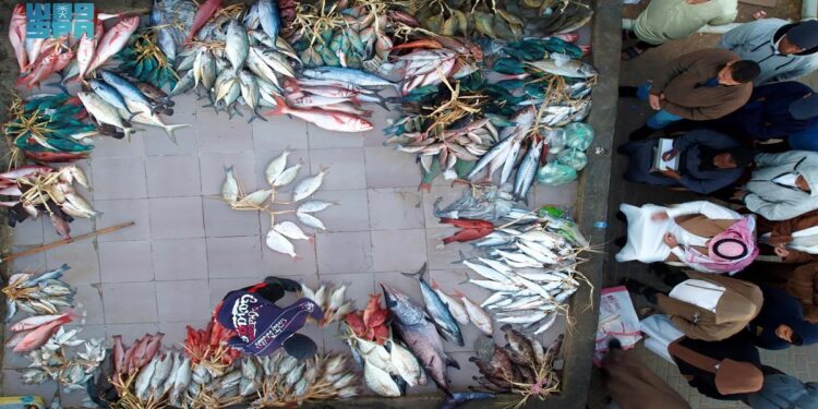 حراج السمك في أملج: حركة تجارية نشطة يومياً