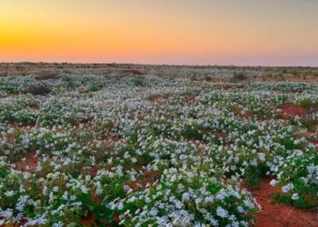 محمية الملك عبدالعزيز تنضم للقائمة الخضراء  “IUCN”