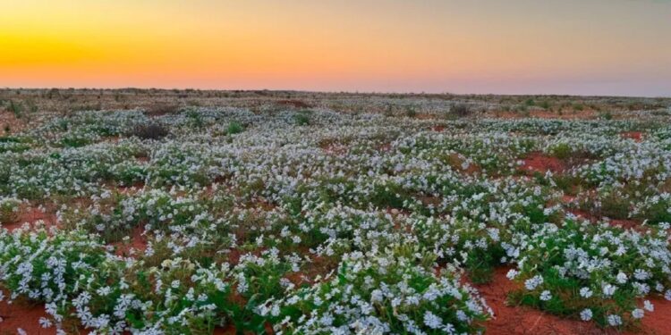 محمية الملك عبدالعزيز تنضم للقائمة الخضراء  “IUCN”