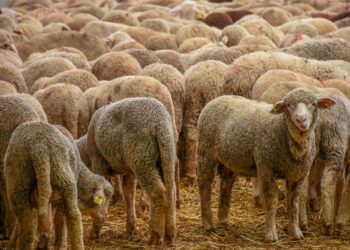 السعودية تستأنف استيراد الأغنام من رومانيا