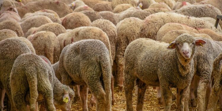 السعودية تستأنف استيراد الأغنام من رومانيا