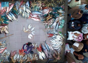 حراج السمك في أملج.. حركة تجارية نشطة مطلع كلّ يوم