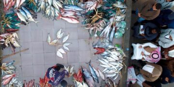 حراج السمك في أملج.. حركة تجارية نشطة مطلع كلّ يوم