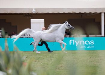 “طيران ناس” ناقلاً جوياً لمهرجان الأمير سلطان بن عبد العزيز العالمي للجواد العربي