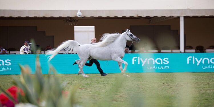 “طيران ناس” ناقلاً جوياً لمهرجان الأمير سلطان بن عبد العزيز العالمي للجواد العربي