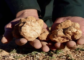 الفقع.. كنز الشتاء يجذب الباحثين في صحراء الحدود الشمالية