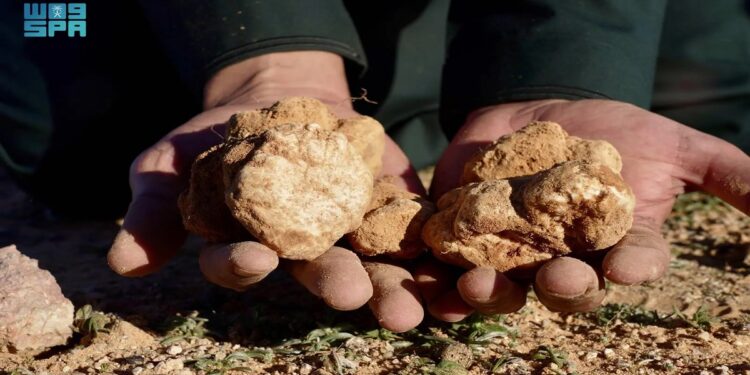 الفقع.. كنز الشتاء يجذب الباحثين في صحراء الحدود الشمالية