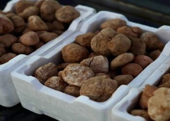 فرص اقتصادية للباحثين عن ثمرة الكمأة “الفقع” بمنطقة الجوف