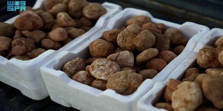 فرص اقتصادية للباحثين عن ثمرة الكمأة “الفقع” بمنطقة الجوف