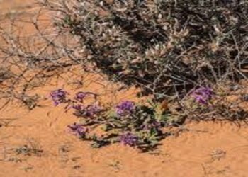 المزارع الريفية.. وجهة سياحية جديدة تجذب زوار منطقة الجوف