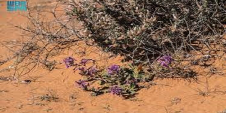 المزارع الريفية.. وجهة سياحية جديدة تجذب زوار منطقة الجوف