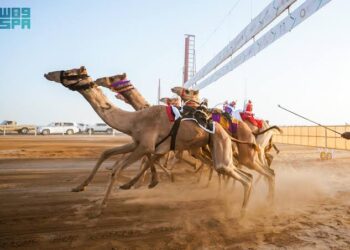 ميدان الهجن بنجران يُعلن نتائج سباقه الأول لسن “المفاريد” 2025م