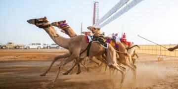 ميدان الهجن بنجران يُعلن نتائج سباقه الأول لسن “المفاريد” 2025م