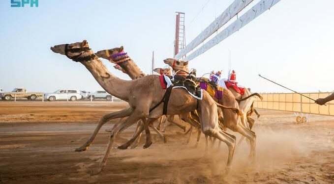 ميدان الهجن بنجران يُعلن نتائج سباقه الأول لسن “المفاريد” 2025م