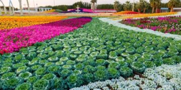 انطلاق فعاليات “مهرجان الزهور والحدائق الـ 15 بينبع الصناعية” بعد غدٍ