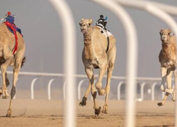 تنافس خليجي على جوائز فئة “الحقايق” في مهرجان خادم الحرمين الشريفين للهجن 2025
