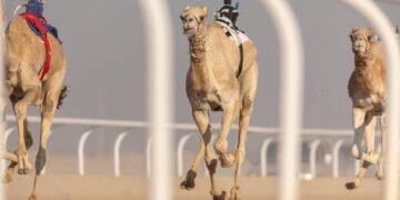 تنافس خليجي على جوائز فئة “الحقايق” في مهرجان خادم الحرمين الشريفين للهجن 2025