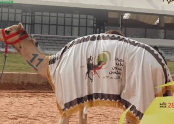 ملاك الهجن السعوديون يواصلون التألق في مهرجان خادم الحرمين الشريفين 2025