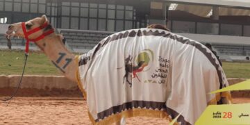 ملاك الهجن السعوديون يواصلون التألق في مهرجان خادم الحرمين الشريفين 2025