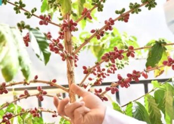 “البن السعودي”.. نبتة من قلب جازان إلى العالم