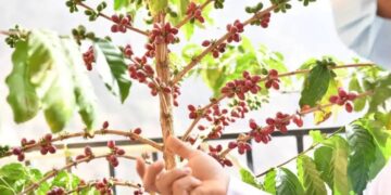 “البن السعودي”.. نبتة من قلب جازان إلى العالم