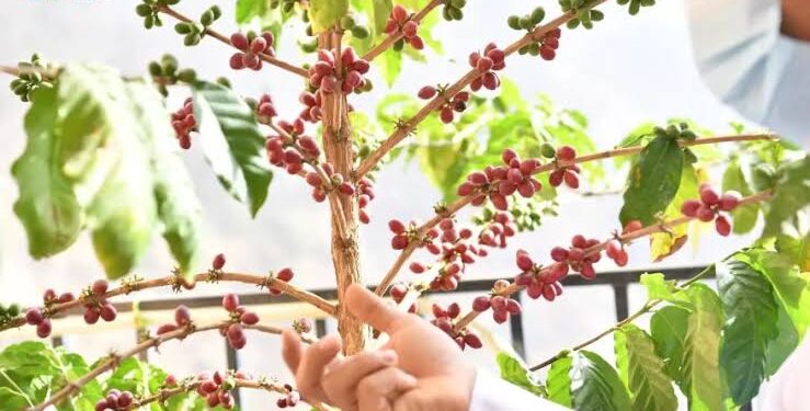 “البن السعودي”.. نبتة من قلب جازان إلى العالم