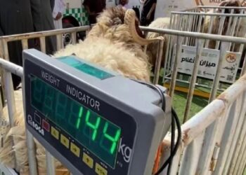 بدءًا من محرم المقبل .. بيع المواشي في الأسواق السعودية بالوزن