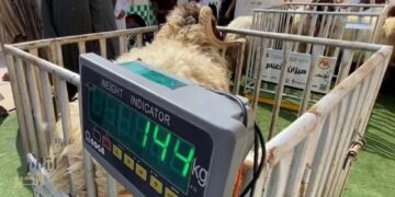 بدءًا من محرم المقبل .. بيع المواشي في الأسواق السعودية بالوزن