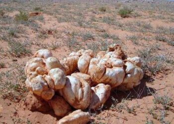 الفقع.. زراعة أفضل من العقار تحول المملكة من الاستيراد إلى التصدير