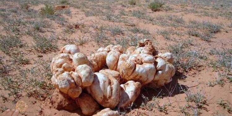 الفقع.. زراعة أفضل من العقار تحول المملكة من الاستيراد إلى التصدير